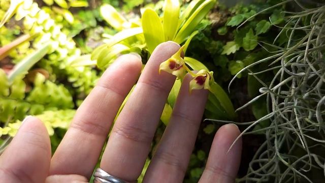 Мои флорариумы/Плотоядные растения смотреть онлайн