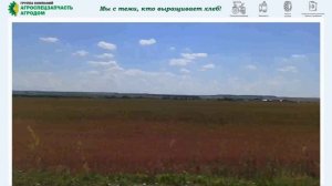 Сельхозкультуры Ульяновской области в июле 2022 года