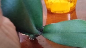 Как нарастить корни у погибающих орхидей.реанимация орхидей купленных в магазине.