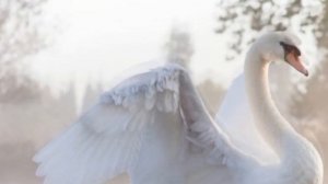 НАКАЗ МАТЕРИ.Очень трогательное, душевное напутствие на свадьбе, дочке от мамы! Плакали все.