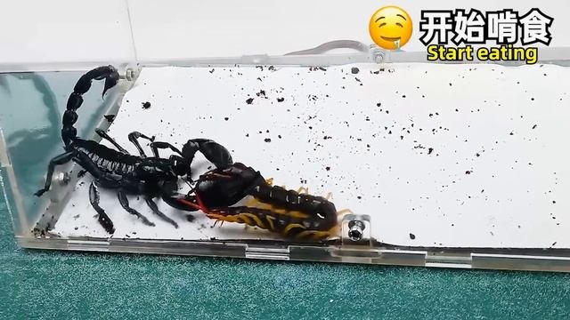 蠍子 VS 蜈蚣，結局不可思議！Scorpion VS Centipede
