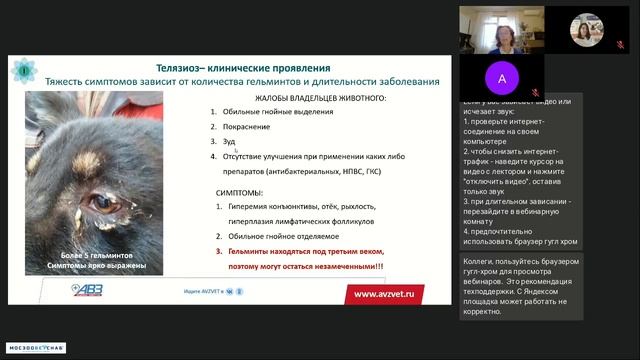 Телязиоз собак и кошек как одна из очевидных причин хронических конъюнктивитов Диагностика способы смотреть онлайн