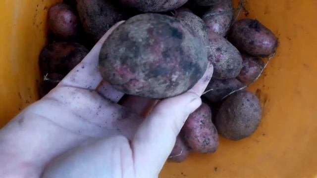 Розовый картофель под названием Сюрприз