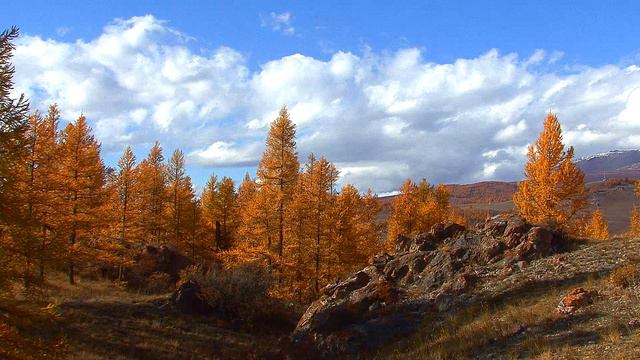 КУРАЙСКАЯ  СТЕПЬ