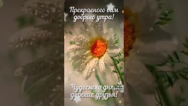 Сборник "Доброго и нежного утра! Прекрасного дня!" смотреть онлайн