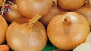 На ночь положите лук в носки, и удивитесь, что произойдет с вашим организмом!