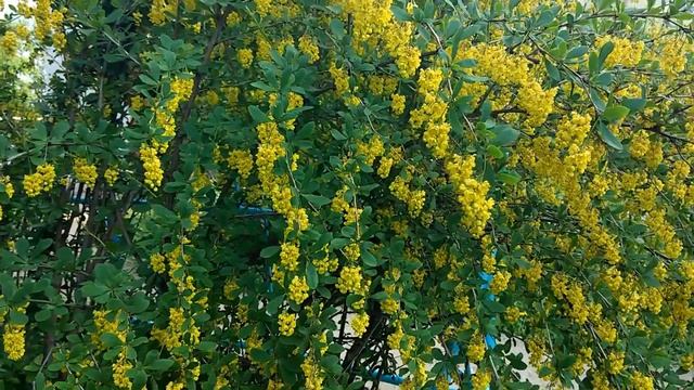 Как цветет барбарис