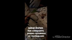 МИНИ ЙОРИК - процесс разреза пуповины