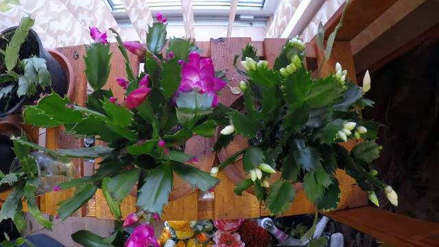 2014 xmas timelapse (#3) - Schlumbergera