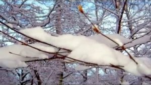 С НОВЫМ ГОДОМ-НОВЫЙ ГОД-РОССИЯ-АРМЕНИЯ-КАРАП ТАВУШЕЦИ