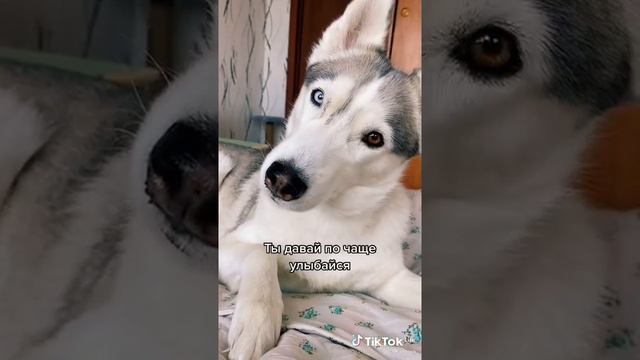у него разные глаза на уровне пес лайк за собачку смотреть онлайн