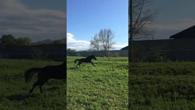 Şağdiy - shagdiy -Kabardey atı- Kabardian horses - Кабардинская лошадь