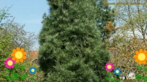 Сосна валлихиана Данза Хилл. Краткий обзор, описание характеристик pinus wallichiana Densa Hill
