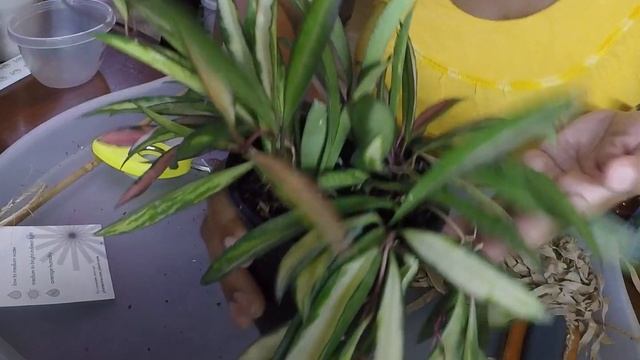 Wishlist Hoya Kentiana Variegata | Plant Mail | Medium Light Plant | Low to Medium Humidity Plant смотреть онлайн