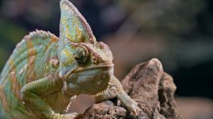 8K Chameleon - 4K and 8K Ultra HD 60FPS,  Wildlife Photography Chameleon Video