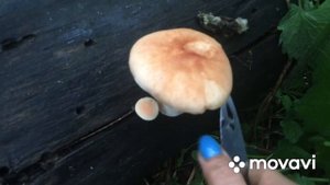 ‼️РАСПОЗНАЕМ ГРИБЫ?⁉️ Пилолистник бокаловидный☝‼️