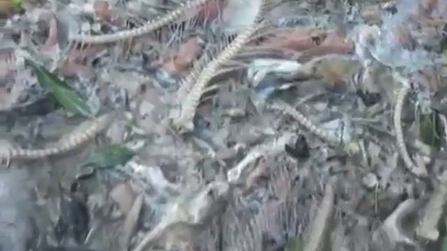 ловля лосося в реках и море на Сахалина