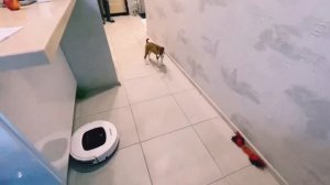 Басенджи 3 месяца и  робот-пылесос.