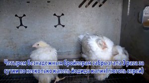 Лечение  сопливых бройлеров,выживание птиц в экстремальную жару