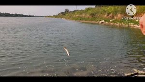 Щука на живца.Ловля ЩУКИ на ЖИВЦА с ПОПЛАВКОМ.  для УСПЕШНОЙ РЫБАЛКИ на ЖИВЦА. рыбалка на поплавок.