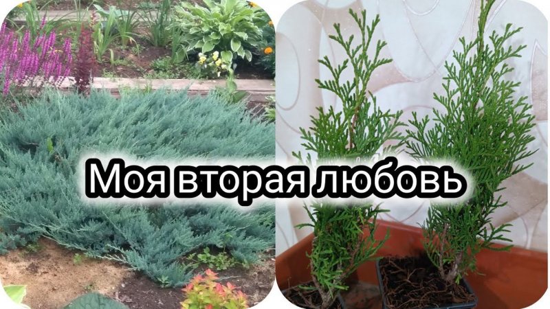 Моя вторая любовь