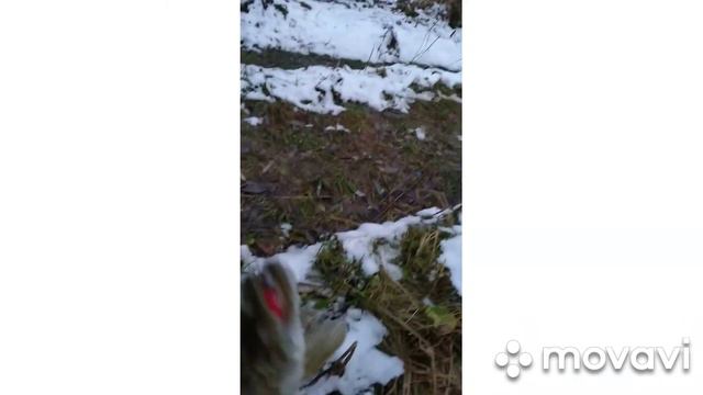 Рыбалка в Ноябре на щуку!!! смотреть онлайн