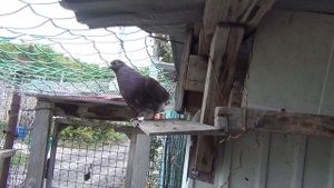 Прибился чужой голубь.