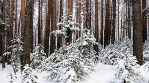 Зимний лес. Зимняя сказка. Этюд №2.  Winter forest. The winter's tale.