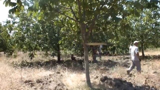 Встряхиватель деревьев ГРЕЦКИЙ ОРЕХ  ОРЕХ КОЛЛЕКЦИЯ ВСТРЯХИВАНИЯ  ОРЕХ КОЛЛЕКЦИЯ МАШИНА