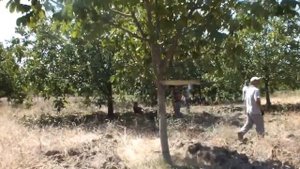 Встряхиватель деревьев ГРЕЦКИЙ ОРЕХ  ОРЕХ КОЛЛЕКЦИЯ ВСТРЯХИВАНИЯ  ОРЕХ КОЛЛЕКЦИЯ МАШИНА