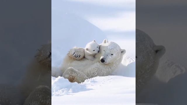 Белый медвежонок Умка с мамой #animals #медвежата #медведи #белые медвежата #белые медведи #животны