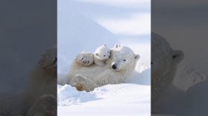 Белый медвежонок Умка с мамой #animals #медвежата #медведи #белые медвежата #белые медведи #животны