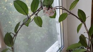 Хойи Белла и Карноза цветут