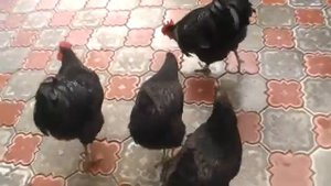 ДЖЕРСИЙСКИЙ ГИГАНТ порода кур ОБЗОР