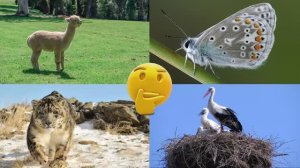 Развивающее видео для детей про животных | Угадай, где правильный ответ! | Выпуск 7