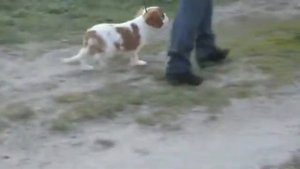 Кавалер Кинг Чарльз Спаниель.Девочка  4 месяца.