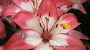 Лилия азиатская горшечная (lilium asiatic perfect joy) ? лилия обзор: как сажать луковицы лилии