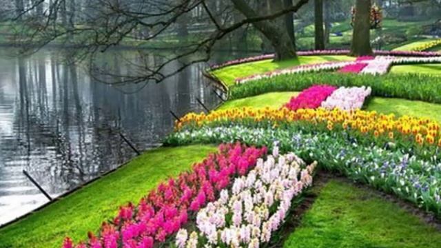 Keukenhof королевский парк цветов в Нидерландах смотреть онлайн
