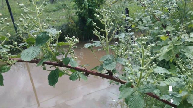 4 июня 2020г. томаты, перцы, дожди и мародёры -гастербайтеры. смотреть онлайн