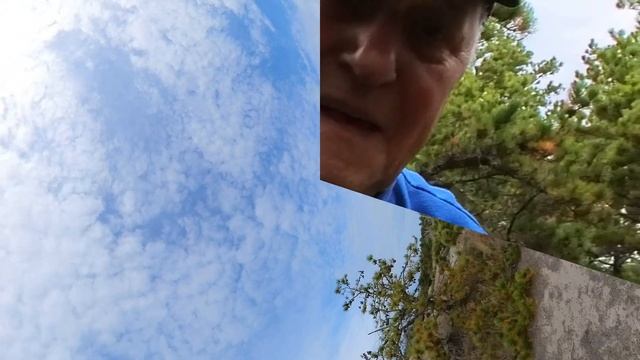 Сбор грибов в необычном лесу. смотреть онлайн