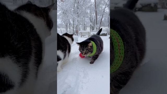 ДомашниеПитомцы и СмешныеВидео