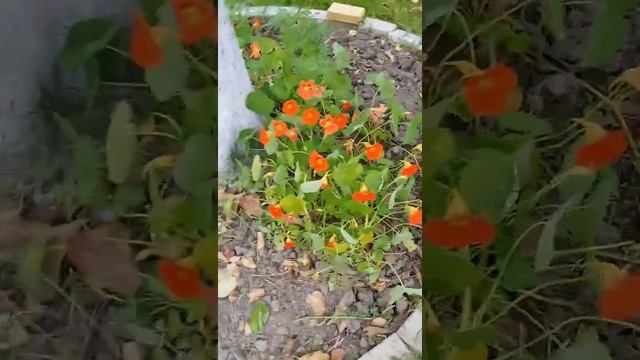 Посадка тюльпанов.??? смотреть онлайн