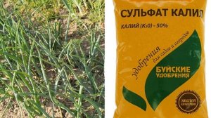 Подкормите этим ЛУК в июне-июле, чтобы луковицы выросли крупные!