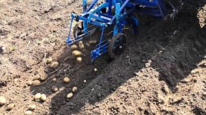 Копка картофеля грохотной копалкой