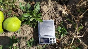 груша Бере Апрельская