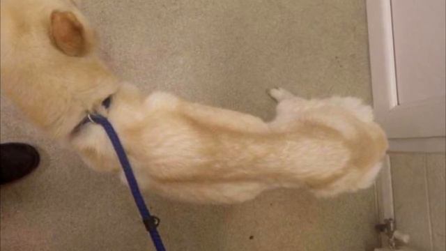 Запертая на два месяца собака выжила, питаясь зубной пастой смотреть онлайн