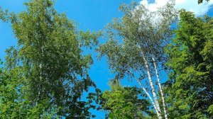 Расслабляющие звуки Лесных Птиц для создания уютной атмосферы - 1 час нежных лесных звуков