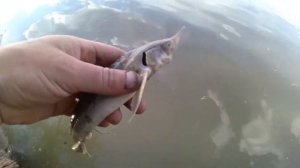 РЫБАЛКА ЛЕЩ на ДОНКИ на Оби 2023 ловля леща на фидер