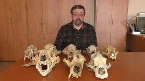 Как определить возраст медведя по черепу