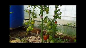 Помидоры "Де Барао черный"